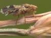 Tephritis formosa